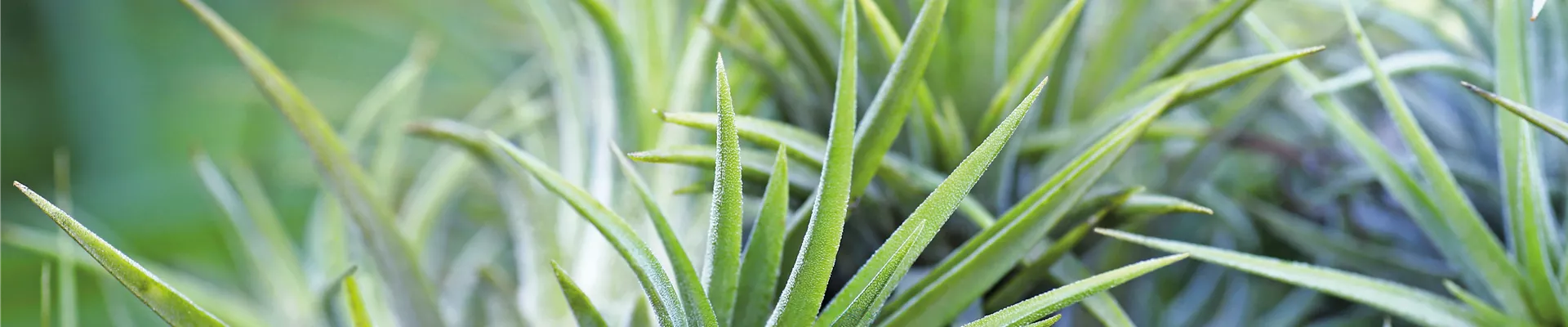 PFLANZE DES MONATS JANUAR: TILLANDSIE