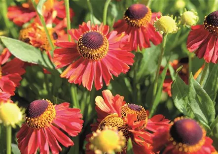 PFLANZE DES MONATS SEPTEMBER: SONNENBRAUT