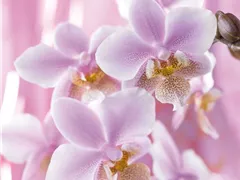 DIE TOP 8 DER WINTERBLUMEN
