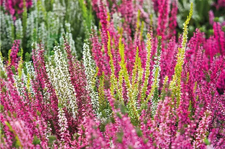 KNOSPENBLüHERHEIDE KNOSPENBLüHERHEIDE