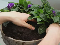 VANILLEBLUME - EINPFLANZEN IN EIN GEFäSS