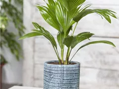 PALMEN FüR DIE WOHNUNG