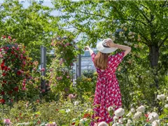 DER ROSENGARTEN - SCHLICHTE ELEGANZ UND TOLLE DüFTE