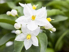 DER SOMMERJASMIN!