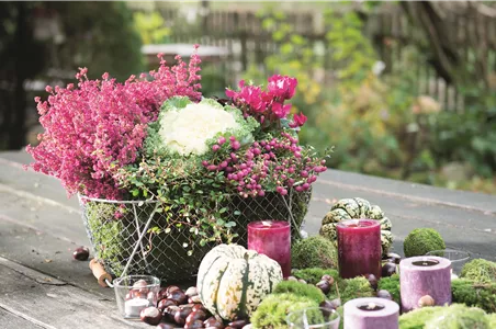 BEERENSTARKE TöNE! BEERENSTARKE TöNE!