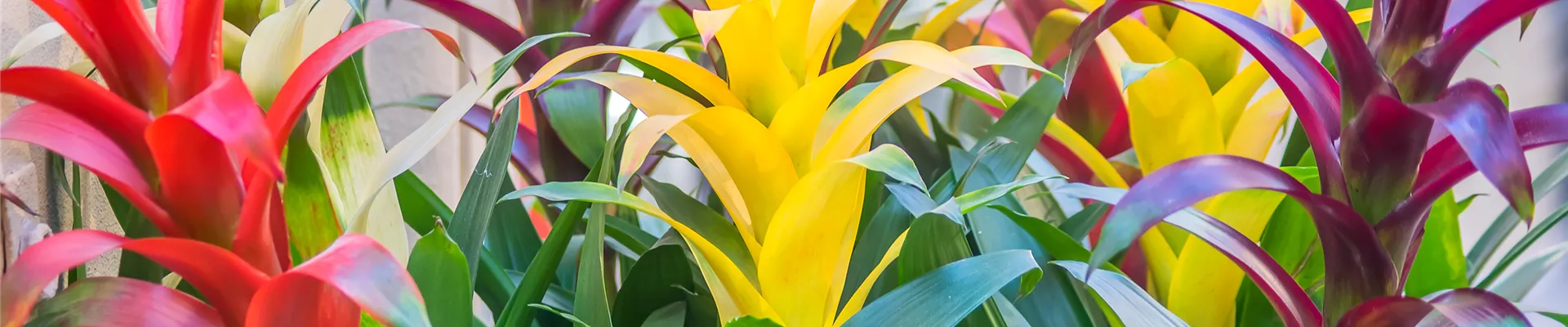 GUZMANIA - HYBRIDE