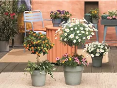 SOMMERLICHE BLÜTENPRACHT!