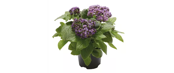 SOMMERLICHE BLÜTENPRACHT!