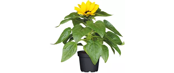 SO SCHöN BLüHT ES IM BEET! 