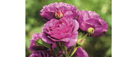 ELEGANTER ROSENGARTEN! 