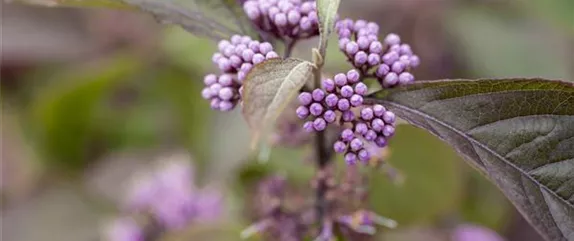 WEIHNACHTLICHE STIMMUNG IM GARTEN WEIHNACHTLICHE STIMMUNG IM GARTEN