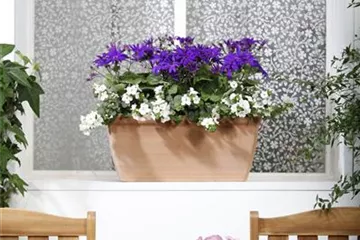 WINTERHARTE PFLANZEN FüR DEN BALKON WINTERHARTE PFLANZEN FüR DEN BALKON