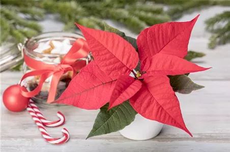 ZIMMERPFLANZEN ZU WEIHNACHTEN ZIMMERPFLANZEN ZU WEIHNACHTEN