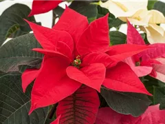 DER WEIHNACHTSSTERN