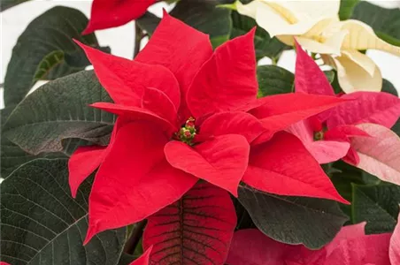 DER WEIHNACHTSSTERN DER WEIHNACHTSSTERN