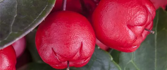 DIE SCHEINBEERE DIE SCHEINBEERE